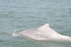 Sousa chinensis