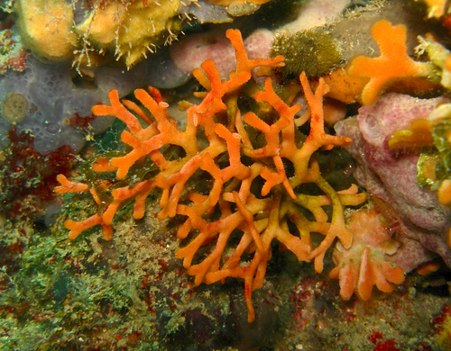 Representative image of Adeonella pallasii