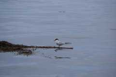Sterna hirundo hirundo
