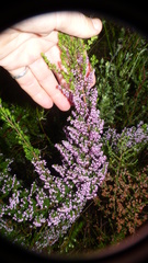 Erica opulenta