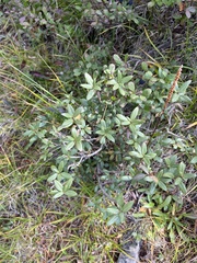 Rhododendron adamsii