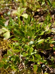 Vaccinium boreale