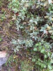 Rhododendron adamsii