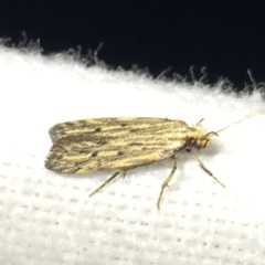 Spinitibia hodgesi