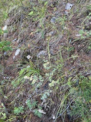 Phlojodicarpus villosus
