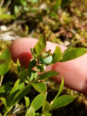 Vaccinium boreale