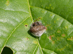 Mastophora phrynosoma