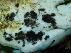 Lichenothelia