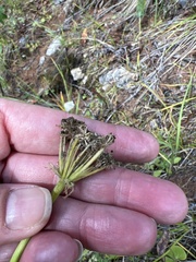Phlojodicarpus villosus