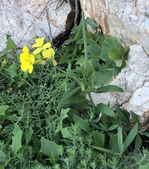 Erysimum corinthium