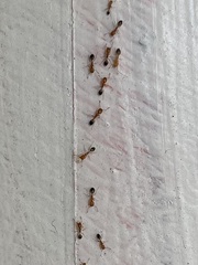 Trichomyrmex destructor