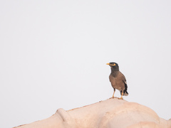 Acridotheres tristis