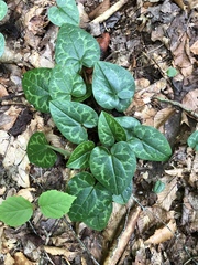 Hexastylis minor