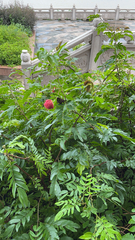 Calliandra haematocephala