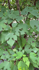 Broussonetia papyrifera