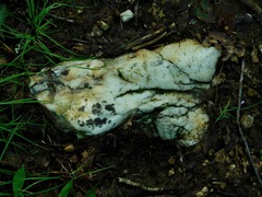 Lichenothelia