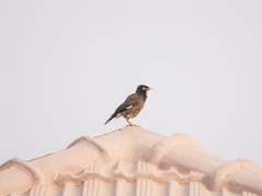 Acridotheres tristis