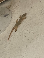 Hemidactylus platyurus