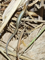 Scincella formosensis