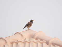 Acridotheres tristis