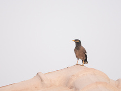 Acridotheres tristis