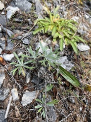 Artemisia lagocephala