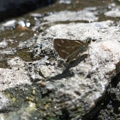Taractrocera danna