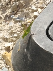 Orthoptera