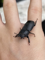 Dorcus parallelipipedus