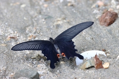 Papilio macilentus