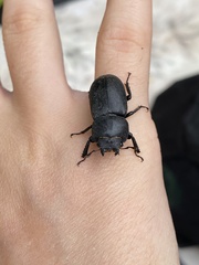 Dorcus parallelipipedus