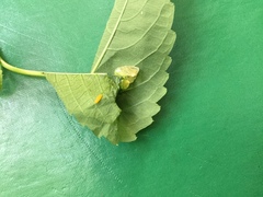 Neolasioptera impatientifolia