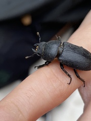 Dorcus parallelipipedus