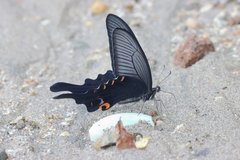 Papilio macilentus