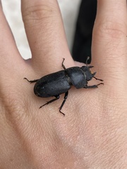 Dorcus parallelipipedus