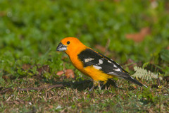 Pheucticus chrysopeplus