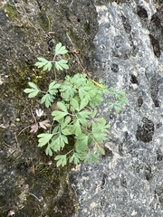 Paraquilegia microphylla