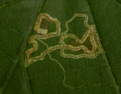 Stigmella floslactella