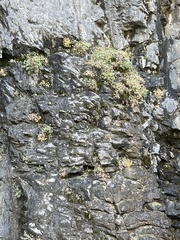 Paraquilegia microphylla