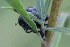 Popillia japonica