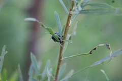 Popillia japonica