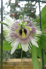 Passiflora morifolia