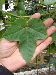 Passiflora morifolia