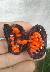 Passiflora morifolia