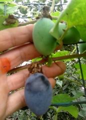 Passiflora morifolia