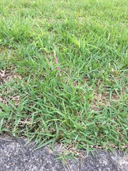 Spiranthes australis