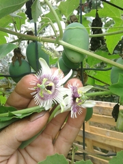 Passiflora morifolia