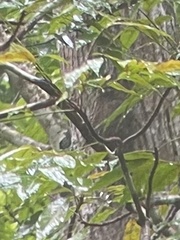 Cynocephalus volans