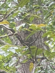 Cynocephalus volans