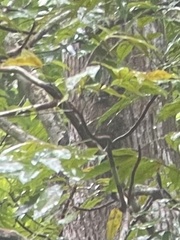 Cynocephalus volans